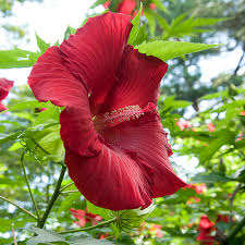 Image result for Hibiscus mechowii
