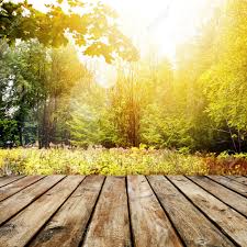 Amazing nature photos often feature awkward, hilarious or unbelievable moments. Beautiful Sunlight In The Autumn Forest Beauty Nature Background Stock Photo Picture And Royalty Free Image Image 37671047