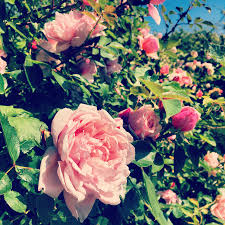 Sometimes it is exhausting to look for apps or videos that satisfy our concerns. Solidarity Apothecary Necessity