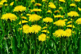 Buy dried flowers for tea at low prices for an affordable way to stay refreshed. Dandelion Greens Plant Care Growing Guide