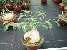 Image result for Raphionacme