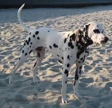 dalmatian dog breed information and pictures