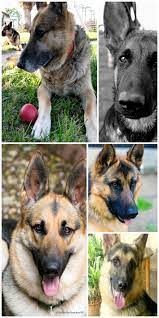 Mush Have German Shepherd Adoption Near Me White German Shepherd Rescue Dog Breeds Shepherd Dog German Shepherd Dogs