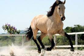 The kiger mustang is a strain of mustang horse located in the southeastern part of the u.s. Beautiful Buckskin Looks Like A Real Version Of Spirit Horses Buckskin Horse Pretty Horses