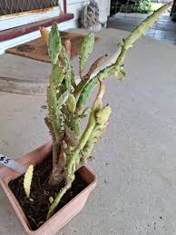 Image result for Opuntia monacantha