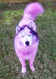 Pics Of Dogs With Their Fur Dyed Dogs Dyed Dog Dye Dogs Pet Costumes