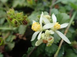 Image result for Grewia decemovulata