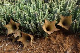 Image result for Huernia levyi