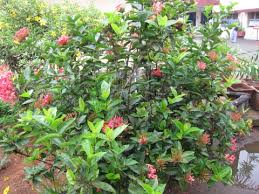 Image result for Ixora coccinea