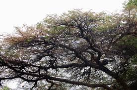 Image result for Acacia abyssinica
