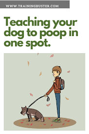 The center is currently offering dog training classes, dog behavior consulting, doggy day care, events and facility rental. Pin On Happy Healthy Puppy Potty Training Sanitizing