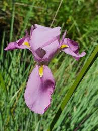 Image result for Moraea verdickii