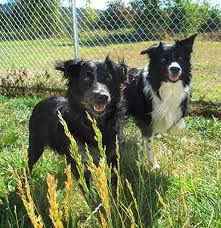 K&r border collies has been established by our mom & dad, kay & randy wilburn. Dog And Cat Boarding Eugene Oregon Holiday Kennel