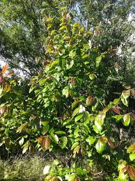 Comments, facts, trivia, notes on the locust trees. Lotus Persimmon Buds General Fruit Growing Growing Fruit