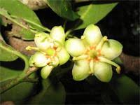 Image result for Brexia