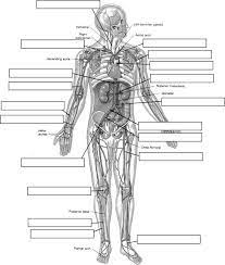 It includes studying all the chemical and physical principles, which work in tandem to make those body parts function, mainly through experimentation. Chapter 1 Introduction To Human Anatomy And Physiology Worksheet Answers Human Anatomy And Physiology Anatomy And Physiology Anatomy