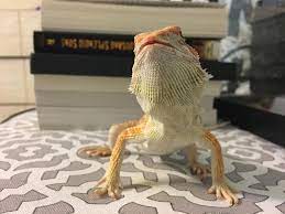 Y ellow fungus disease in bearded dragons is an aggressive, fungal infection that affects the outer and deeper skin layers. Do Y All Think This Is Yellow Fungus And More Importantly Should I Take Na Vi To The Vet Beardeddragons