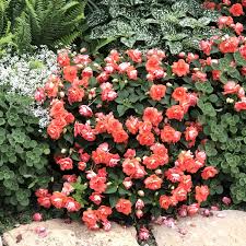 Image result for Impatiens oreocallis
