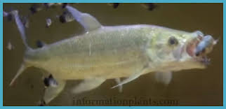 رشال عملاق hydrocynus goliath قسم انواع الاسماك انواع الاسماك انواع الاسماك مع الصور معلوماتية نبات حيوان اسماك فوائد fish pet pets animals