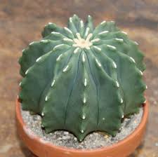 Showing a little more of the pot… i am ambivalent about this development. Ferocactus Glaucescens Inermis Nudum Cacti And Succulents Cactus Plants Succulents