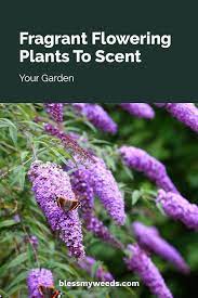 Fragrant Flowering Plants To Scent Your Garden Bless My Weeds Planting Flowers Invasive Plants Scent Garden
