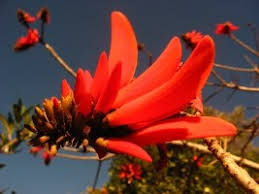 Image result for Erythrina livingstoniana