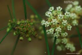 Us Wildflower S Database Of Wildflowers For Massachusetts Asclepias Bee Garden Wild Flowers