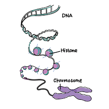 Join the amoeba sisters in learning about autotrophs and heterotrophs. Dna Role In Inheritance Overview Importance Expii