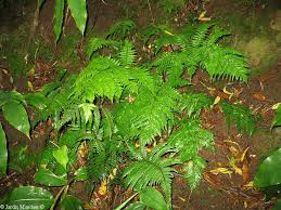 Image result for Pteris dentata
