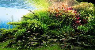 Image result for Rotala fontinalis