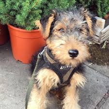 Welsh terriers are more amiable with other dogs than some terriers, but they won't back down if most welsh terriers are friendly and outgoing with everyone, though proper socialization is important. Welsh Terrier Borrowmydoggy Leaving Pawprints Of Happiness