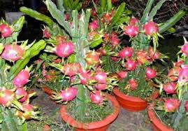 Jenis tanah yang paling bagus untuk budidaya waluh atau labu kuning adalah tanah aluvial berhumus, tanah gembur kering bekas rawa, andosol, tanah merah dan grumosol. Teknik Pemupukan Buah Naga Agar Berbuah Lebat Bibit Online
