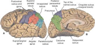 Image result for Parietal Lobe