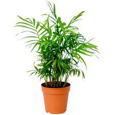 A wide variety of palms bamboo options are available to you, such as material, use, and feature. Going Greens Air Purifying Bamboo Palm Chamaedorea