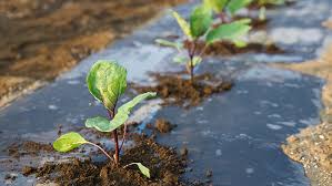 石灰肥料で野菜を元気に １ 葉面散布のコツを公開 施設園芸 Com