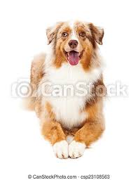 Maybe you would like to learn more about one of these? Berger Sourire Pose Australien Chien Appareil Photo Berger Australien Sourire Pose Ouvert Revetement Chien Mouth Canstock