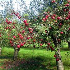 Apples Archives Eat Like No One Else Fruit Garden Design Fruit Garden Landscape Fruit Garden