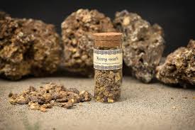 Image result for Canarium