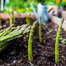 Place the crown in the trench and spread out its roots. How To Grow Asparagus