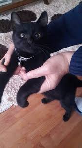 Golgemiz 1 Yasinda Kedi
