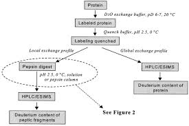 Hydrogen Exchange Mass Spectrometry Molecular Cellular Proteomics