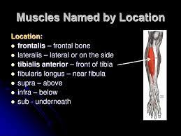 The muscular system is responsible for the movement of the human body. Characteristics Used To Name Skeletal Muscles Ppt Download