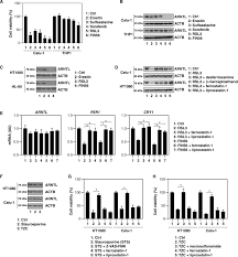 Preferirei in formato cartaceo, ma mi accontento anche di un pdf, un ebook, qualcosa! Clockophagy Is A Novel Selective Autophagy Process Favoring Ferroptosis Science Advances