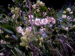 Image result for Pteleopsis anisoptera