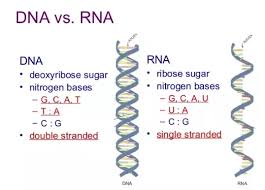 The hydrogen bonds between the nitrogenous base pairs of dna are strong. What Are The Nitrogenous Bases Of Dna And Rna Quora