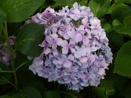 Dış mekân bitkileri kentlerde iklim yönünden etkili olurken, yeşilin ruhsal yönden olumlu etkisi nedeniyle insanları hem ruhen hem de bedenen sağlıklı kılmaktadır. Sus Bitkileri Ve Cevre Duzenlemesi Agac Cali Cicek Akasya Peyzaj