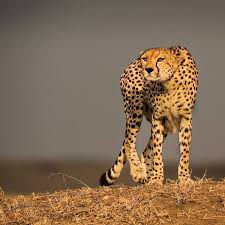 Hunting Cheetah Photo By Ken Dyball A Cheetah In Kenya S Masai Mara Switch S From Relaxing To Hunting Mo Wildlife Animals Africa Wildlife Animal Habitats