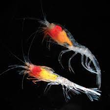 The shrimp, which can grow to 13 inches long, are native to asian and australian waters and have been reported in coastal waters from north carolina to texas. Shrimp Crustacean Britannica