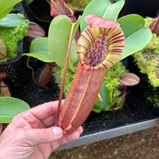 Image result for Nicolasia nitens