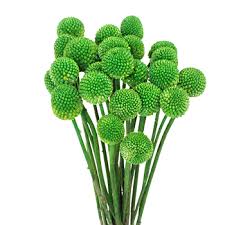 Billy buttons are a great accessory to add simple pops of color to any wedding day element you choose. Craspedia Billy Balls Green Flower Fiftyflowers Com